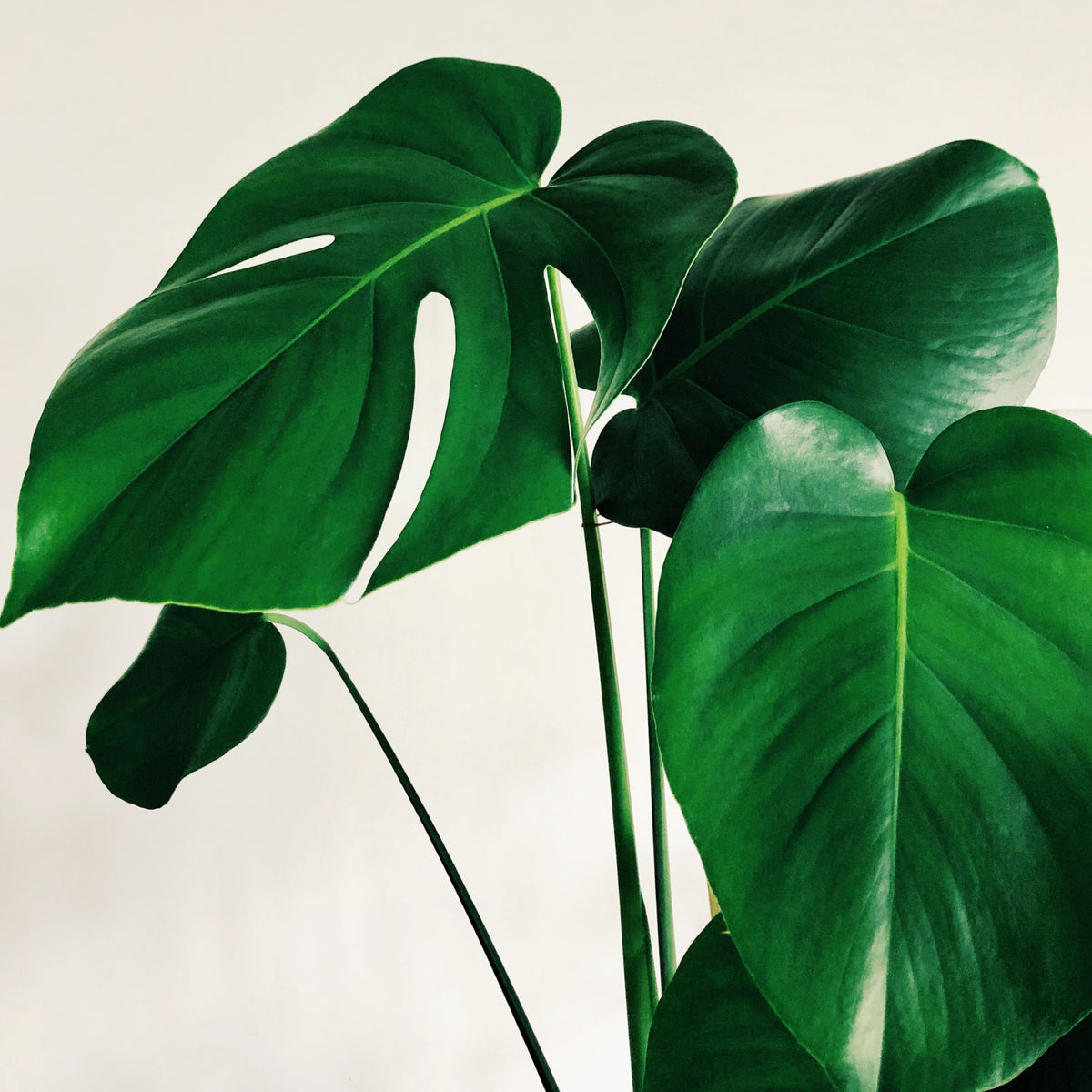 Why should I rotate my house plants? Kelpy Plant Food