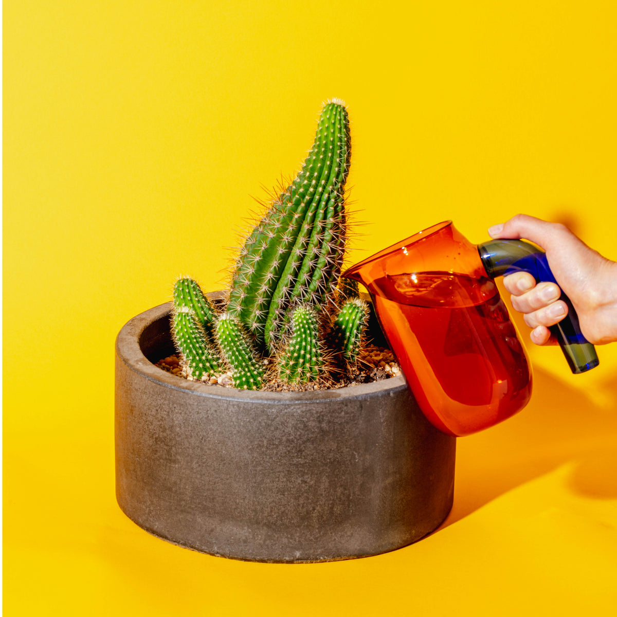 When is the best time to water your plants? Kelpy Plant Food