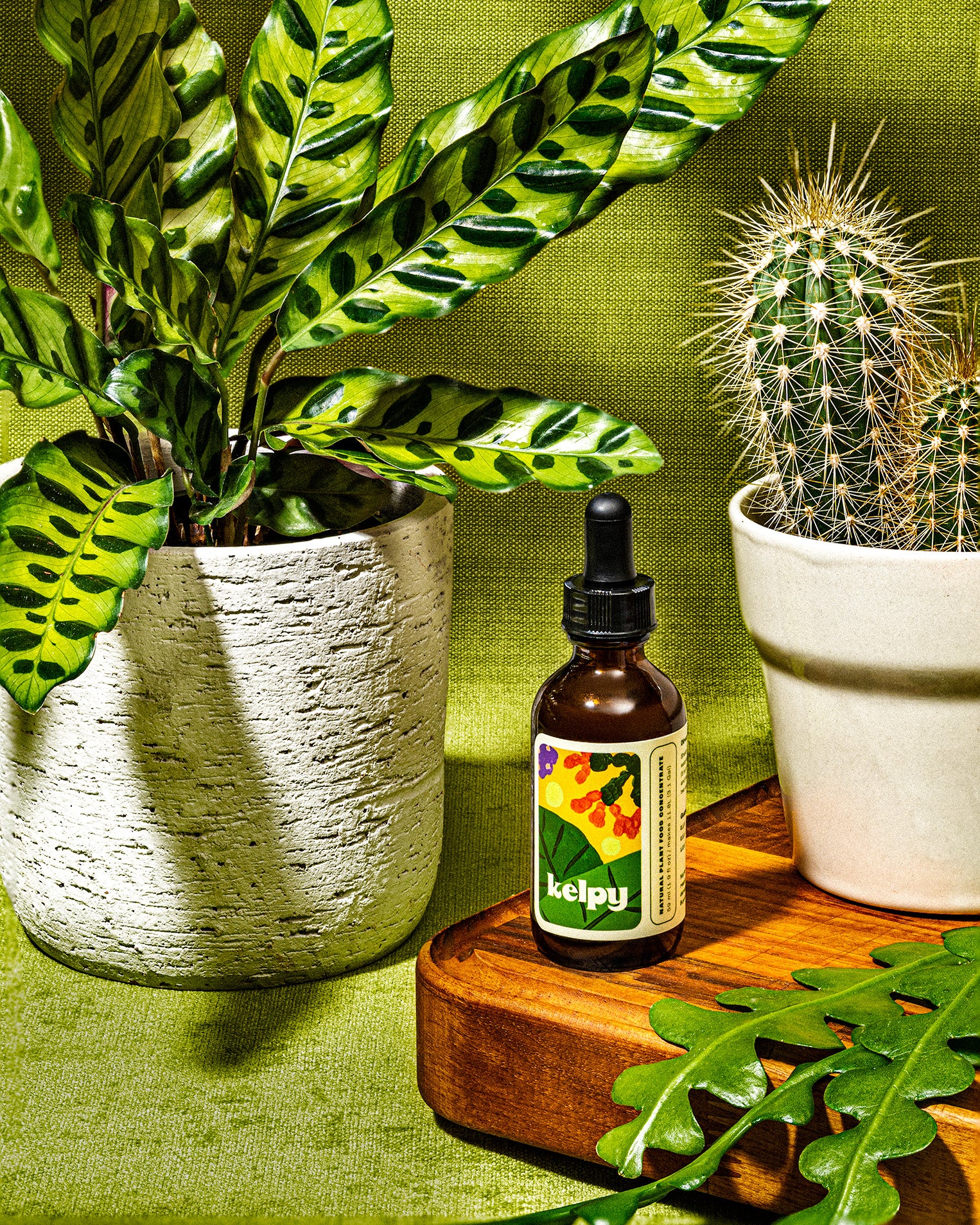 natural house plant food Kelpy Food for Plants – Kelpy Plant Food